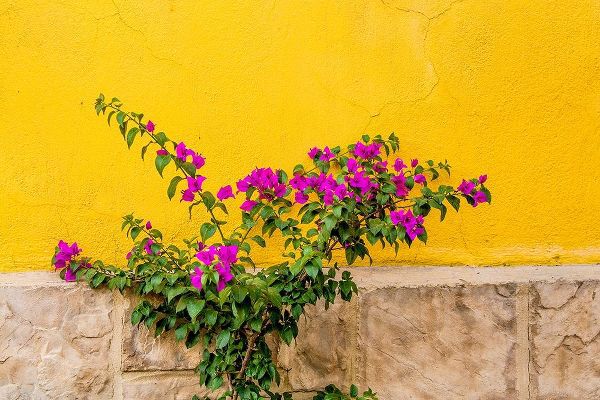 Plant against wall in Tlaquepaque-near Guadalajara-Jalisco-Mexico